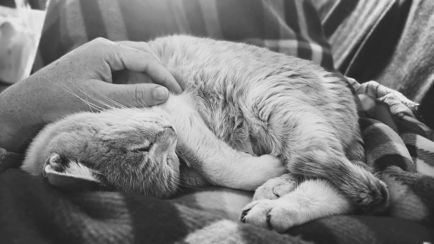 Photo #13347004