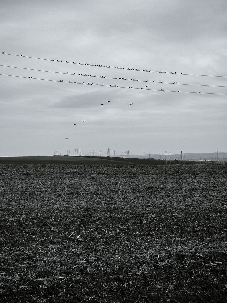 The field. Birds. B&W.