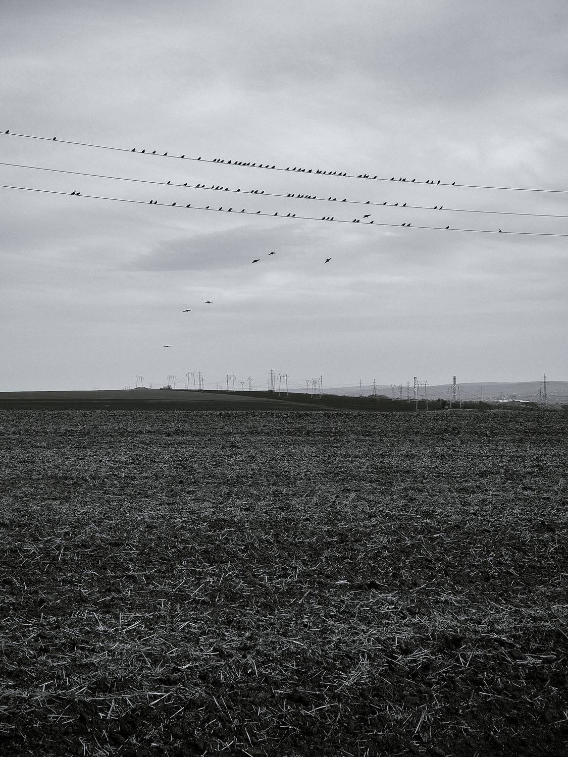 The field. Birds. B&W.