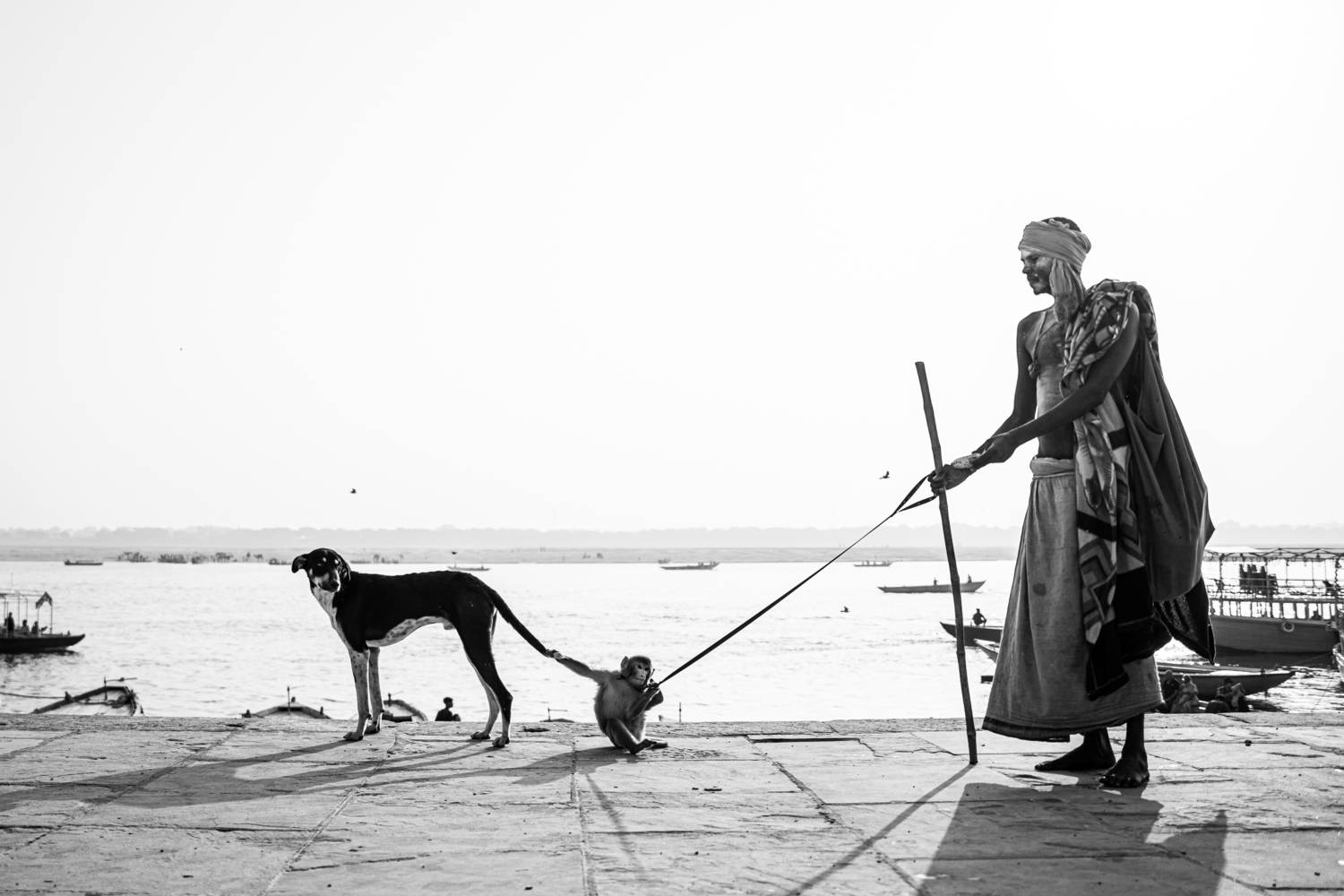 Pet monkey holding a dogs tail