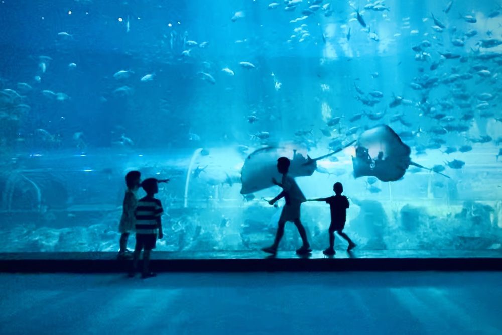 Visit the aquarium