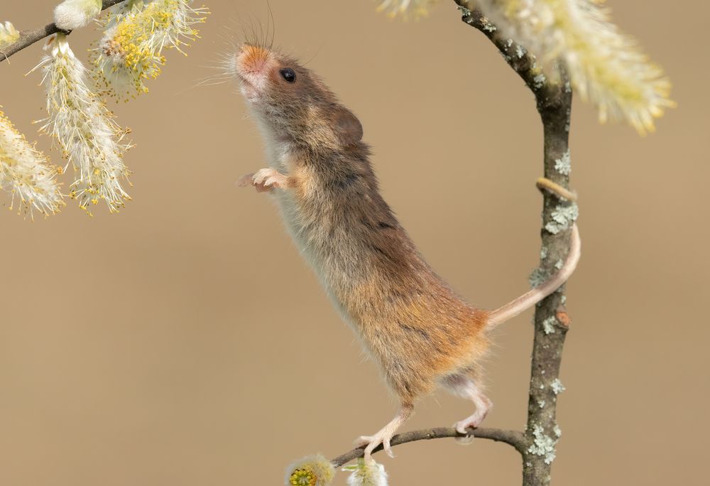 Harvest Mice