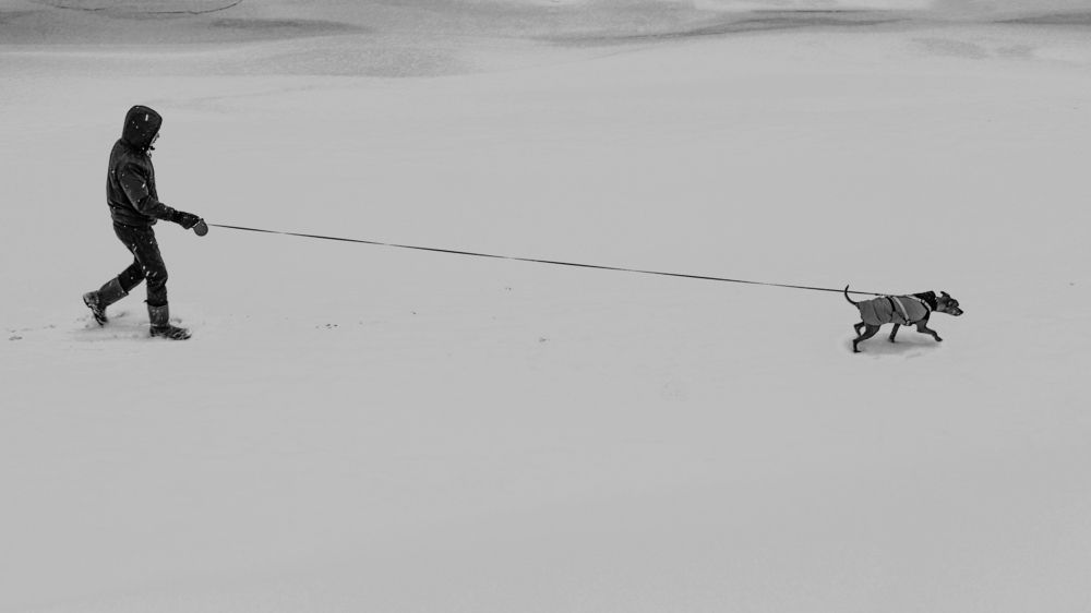 Кто рано встает, у того собака