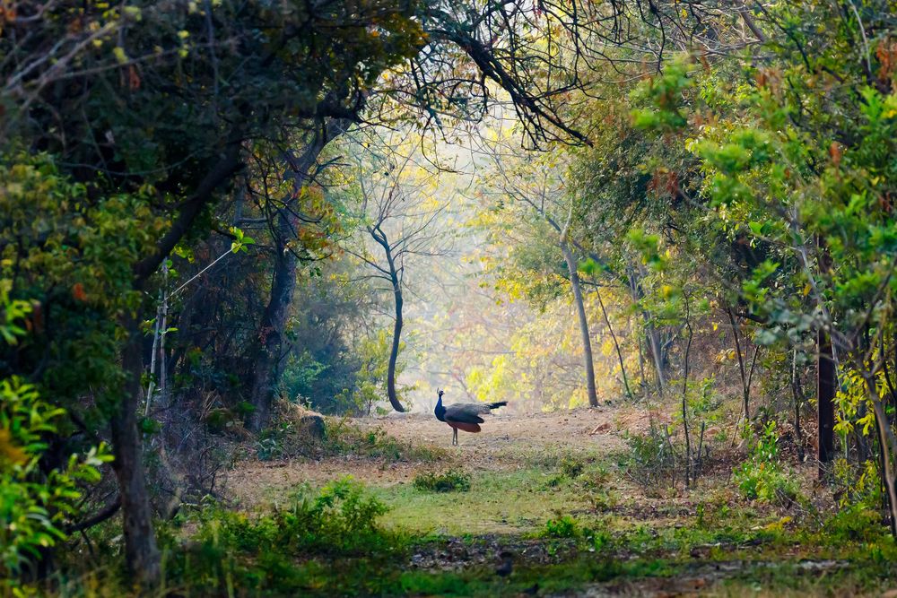 Фотография автора SRIRAM REDDY