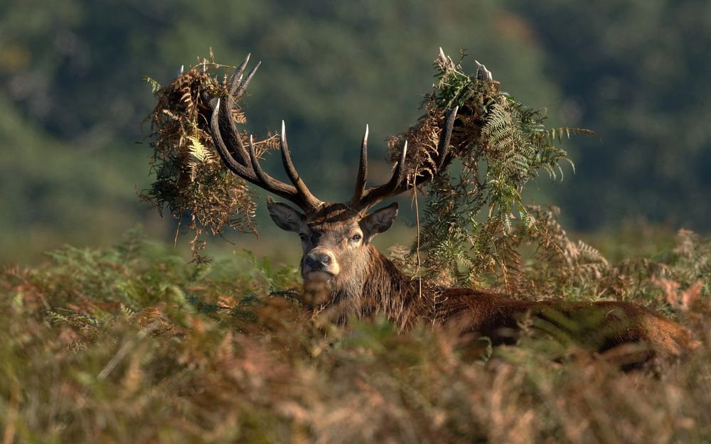 Crowned by the Wild