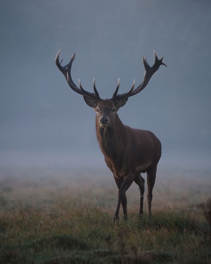 In the Silence of the Mist