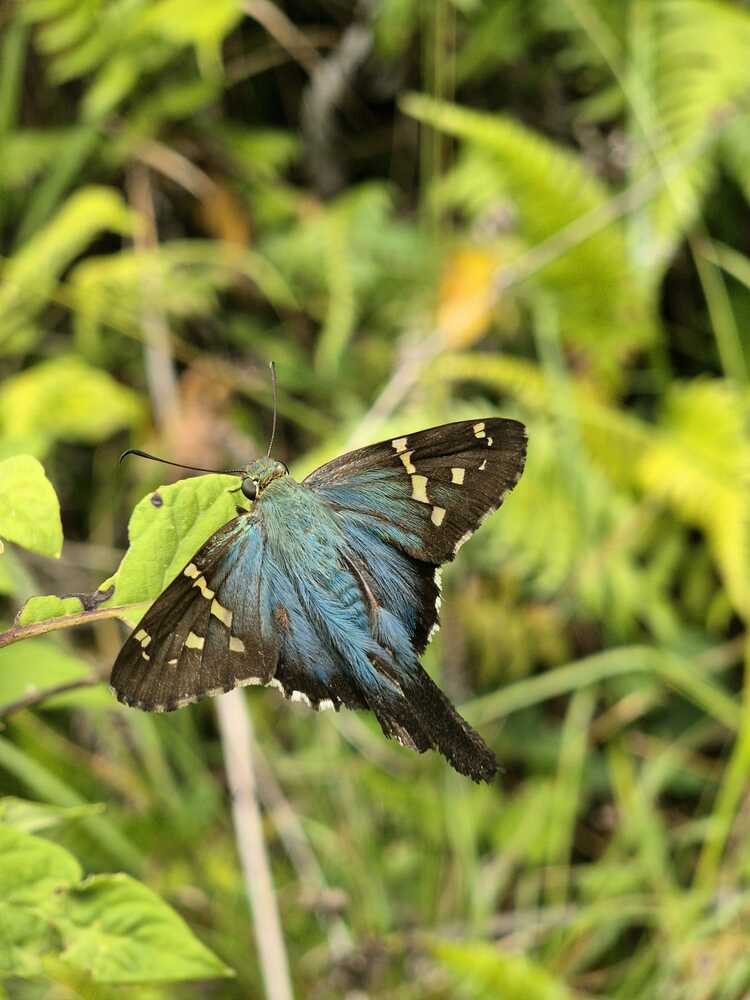 Lepidoptera