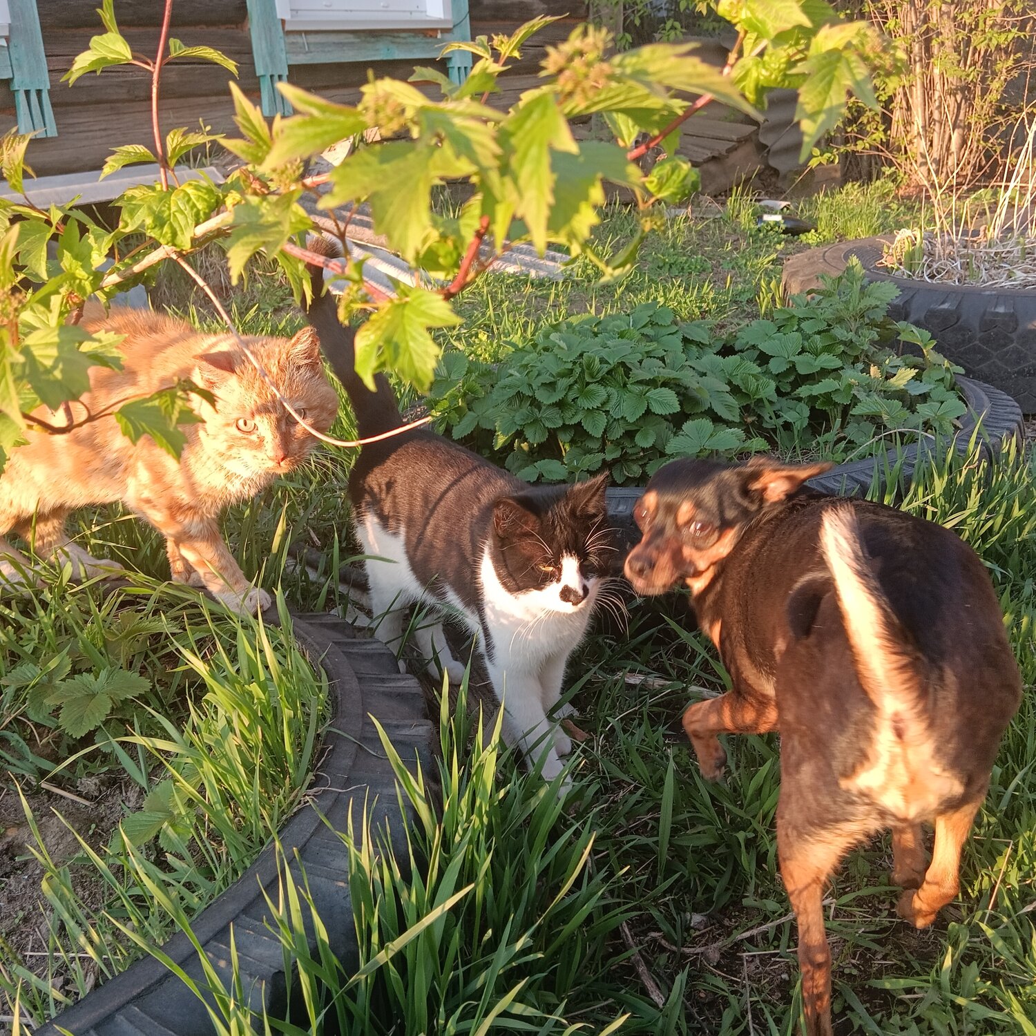 Photo #13347590