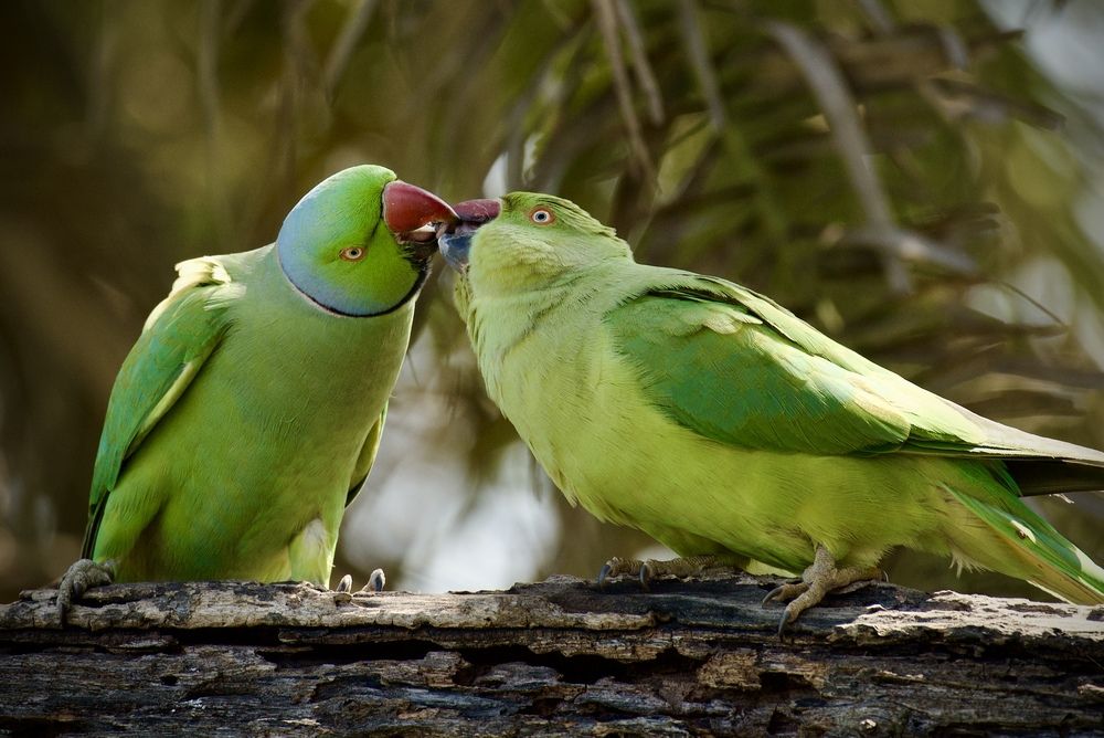 Фотография автора BIPLAB MISRA