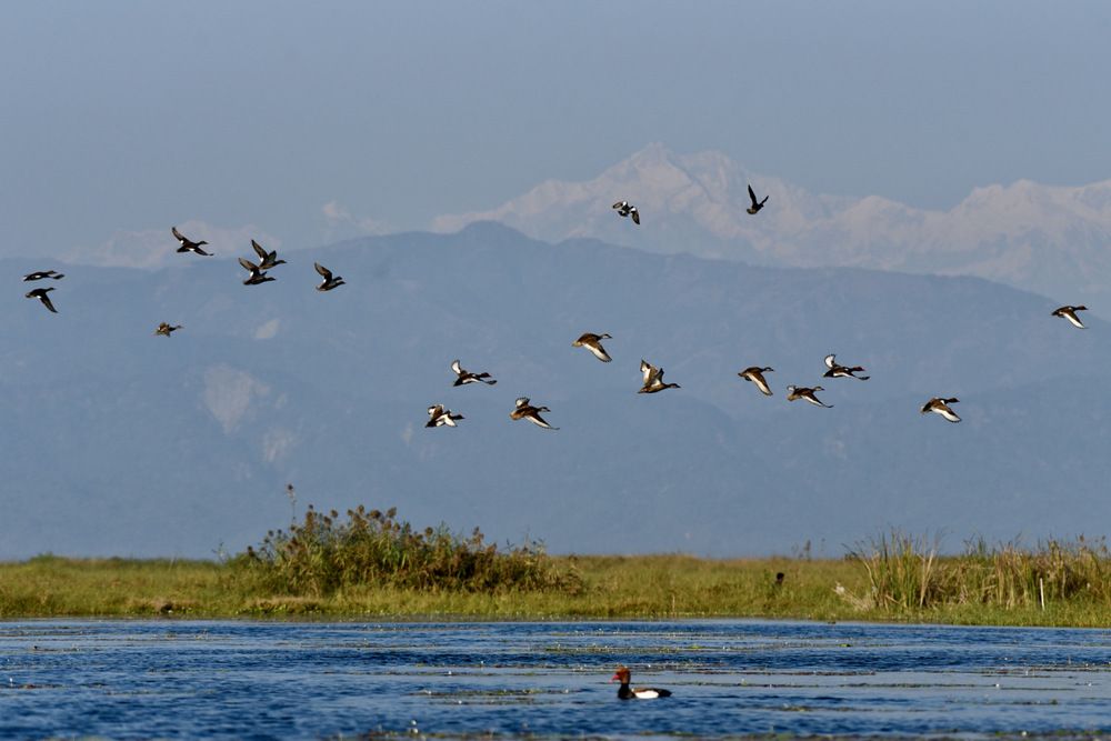 Фотография автора BIPLAB MISRA