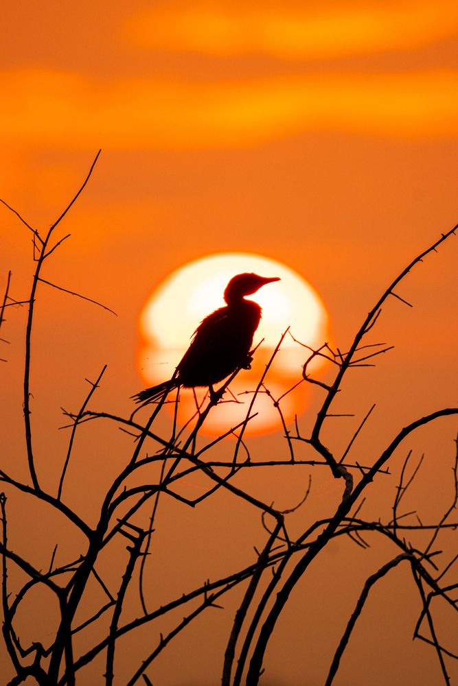 Photograph by Murugaiah Saravanan