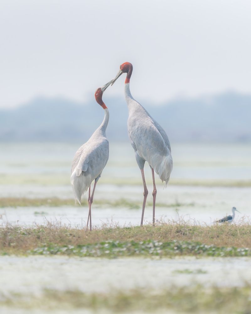 Photograph by Ayan Bhattacharya