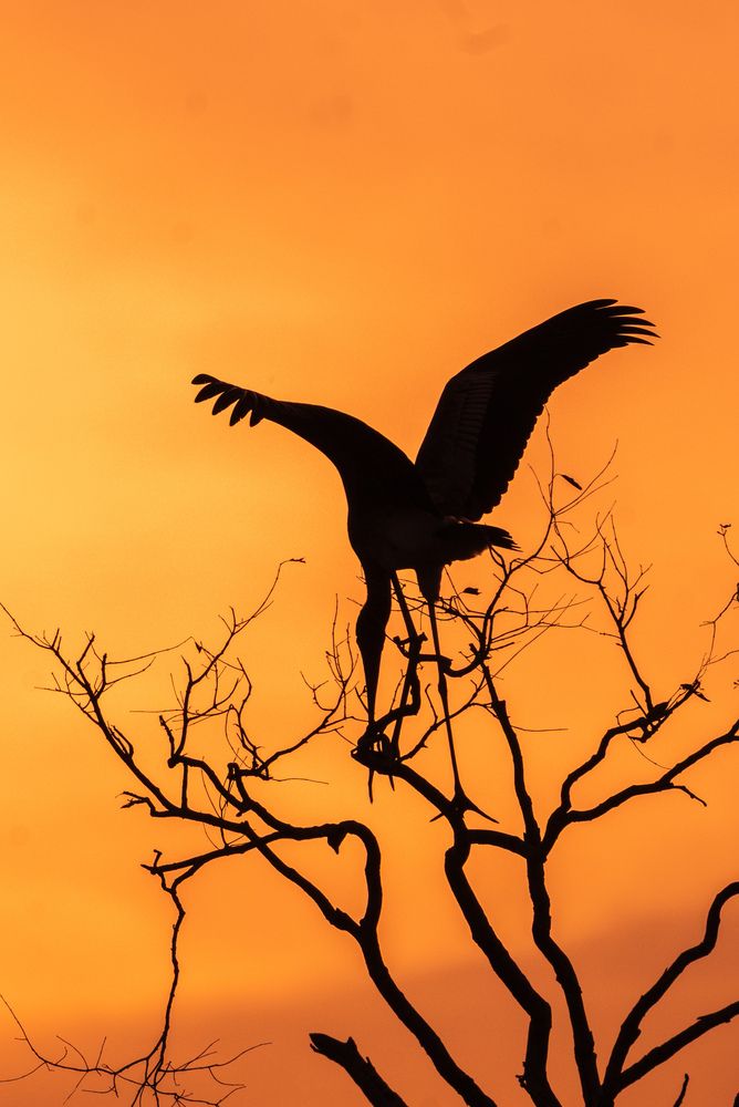 Photograph by Murugaiah Saravanan