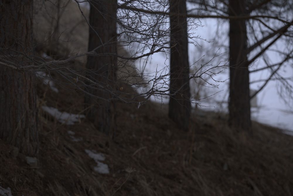 Лес в горах