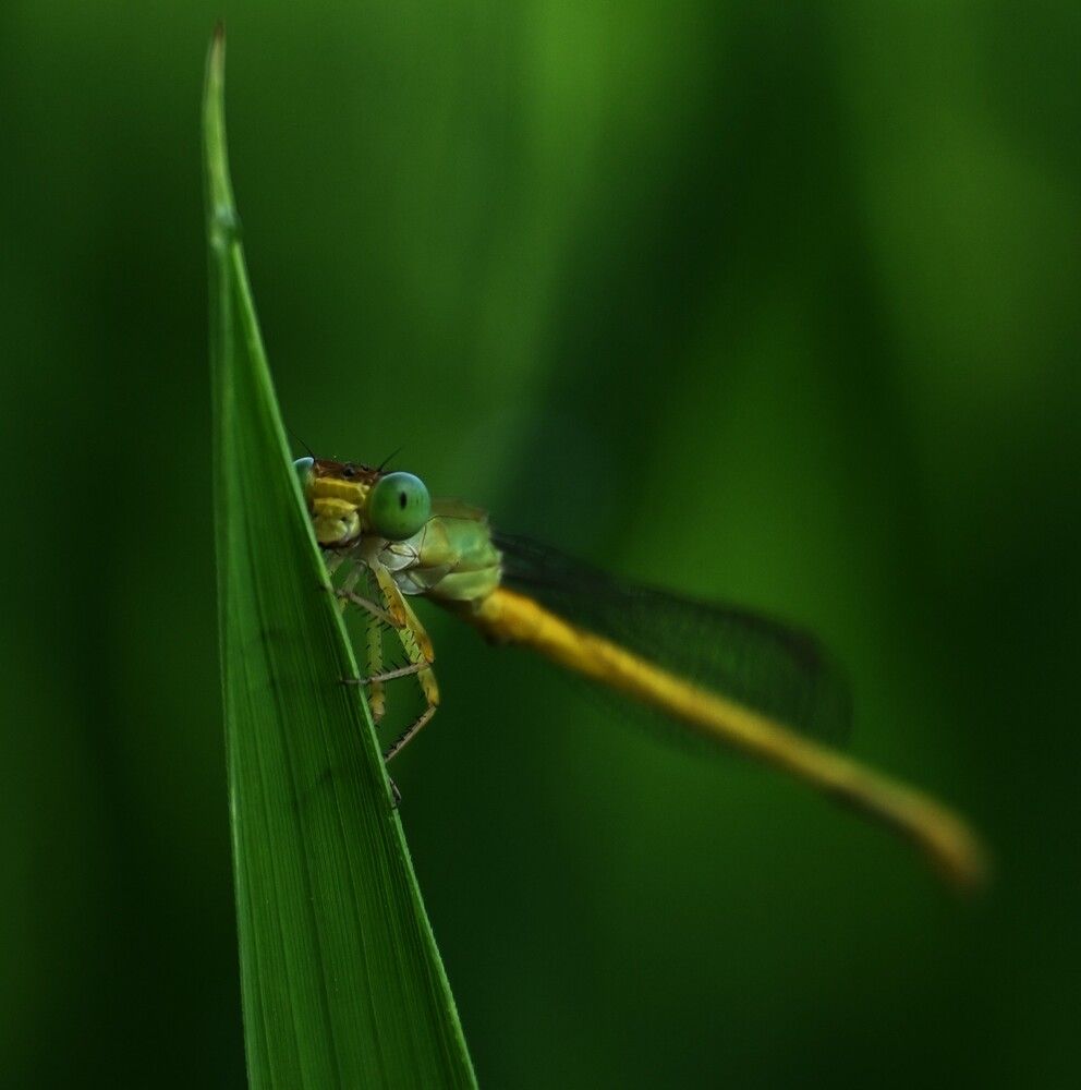 Emerald Watcher