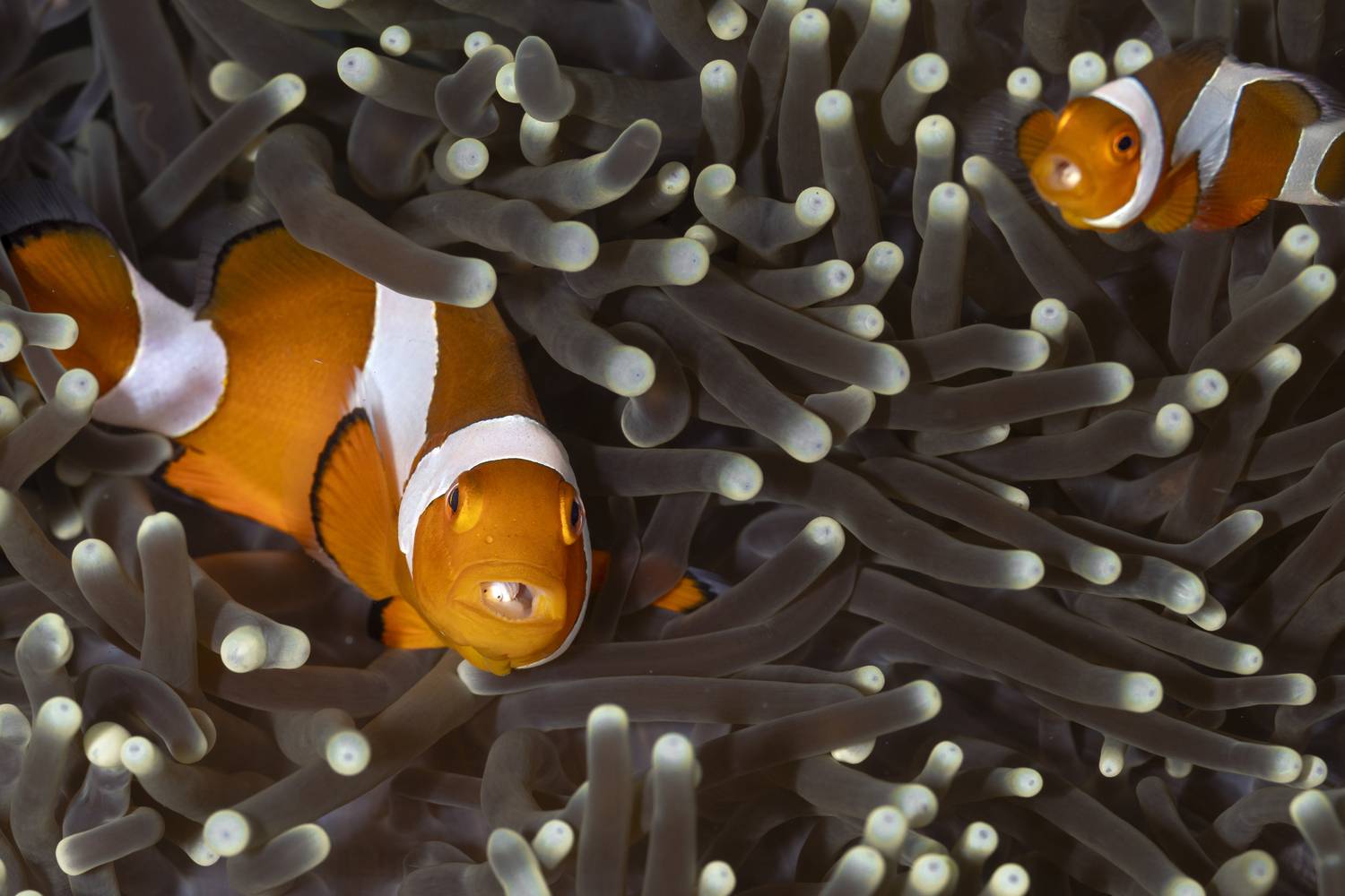 Lenguas parasitadas Lenguas parasitadas