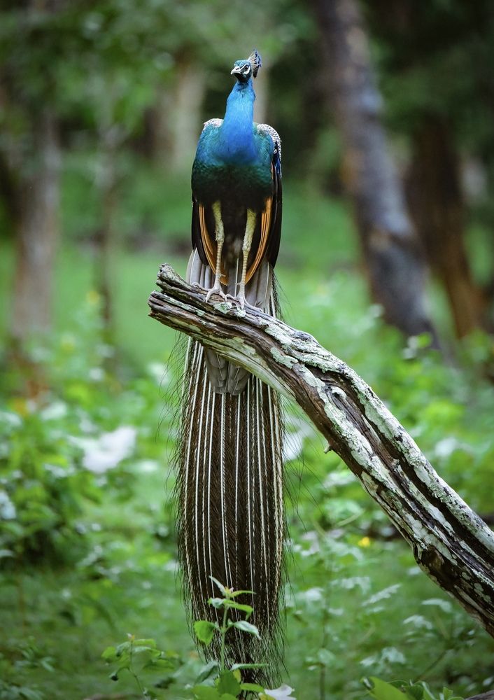 Photograph by Jeevan T
