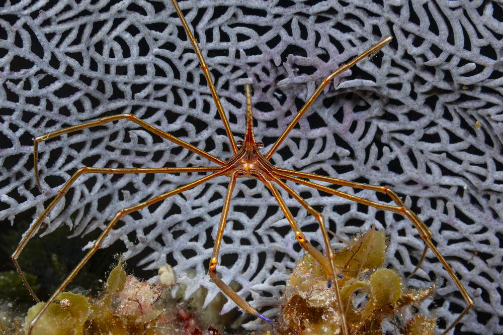 Araña sobre el croshet