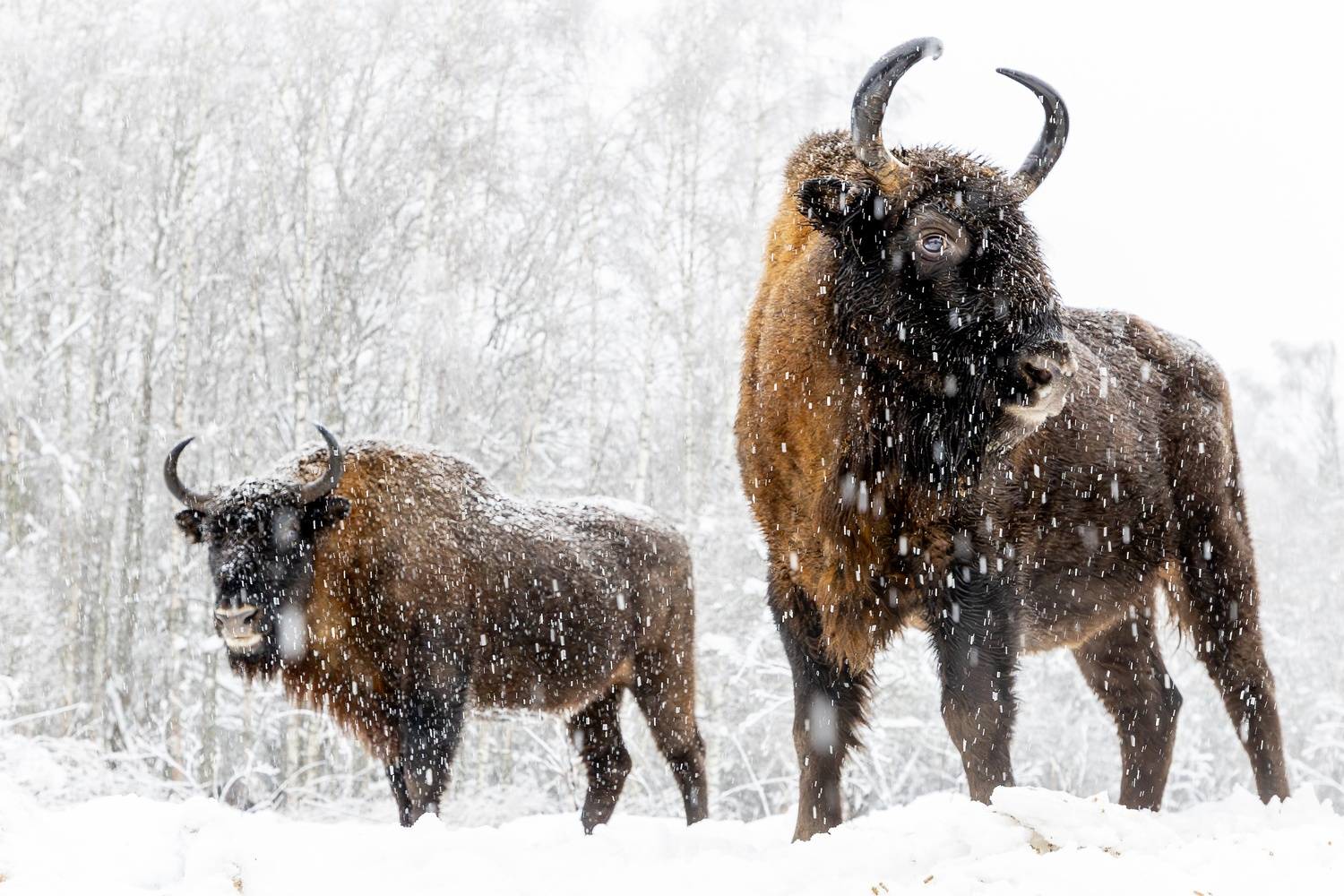 Снежный дозор