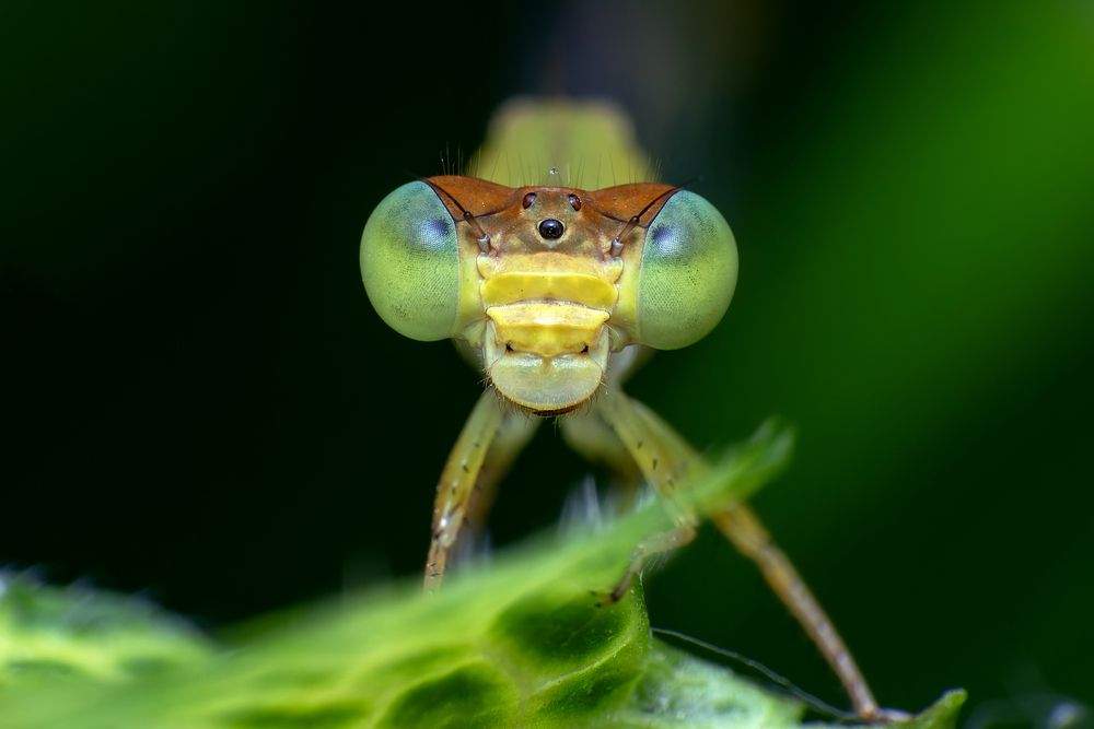 Photograph by Utpal Sarker
