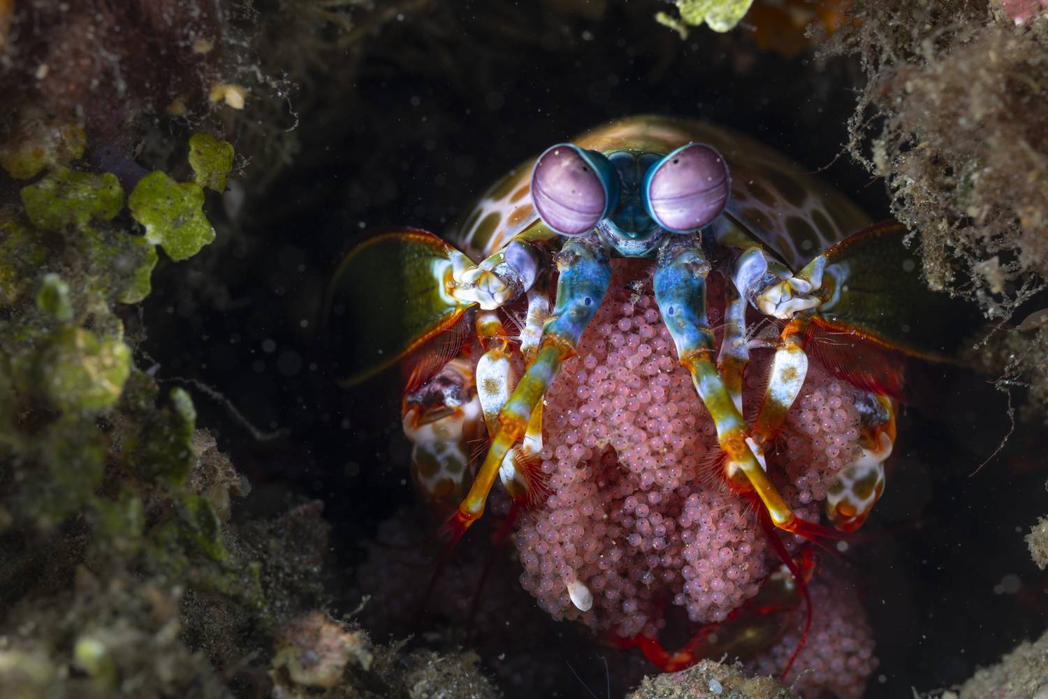 Alojando a mis hijos