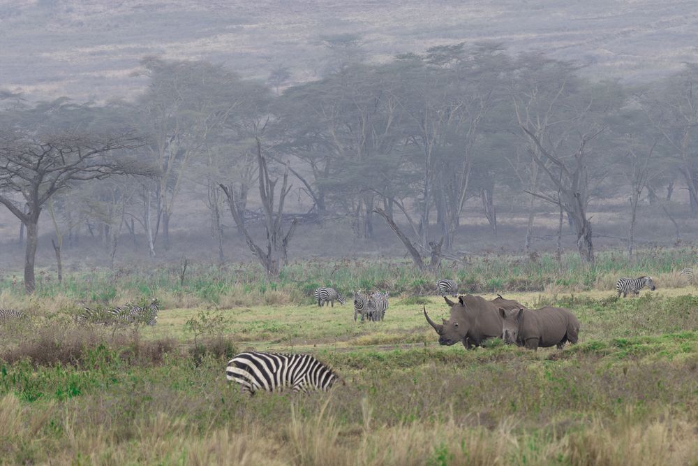 Protective Rhino Mother with Calf