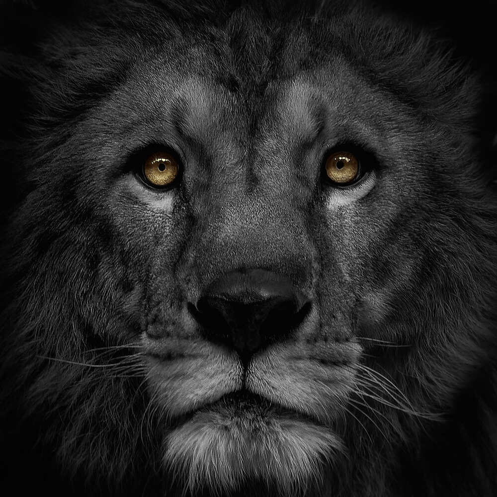 Weight of a gaze