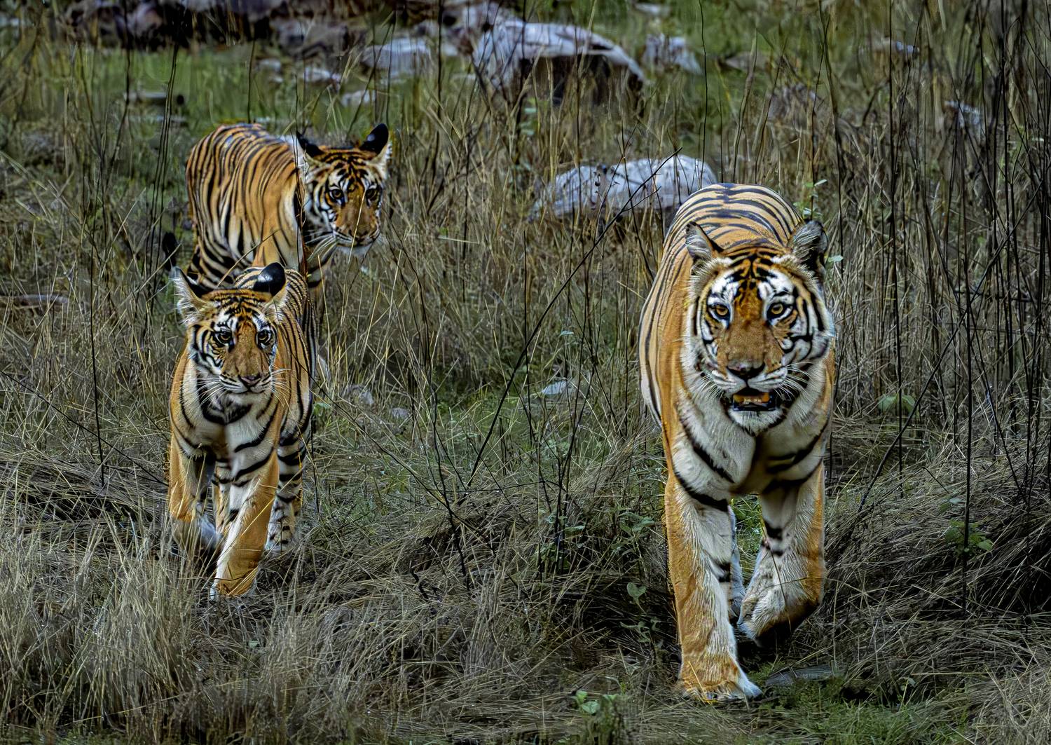 Acquiring how to rule the forest