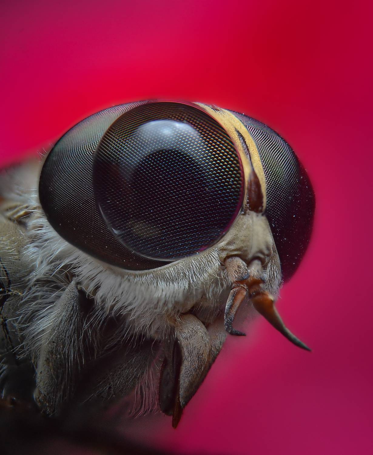 Фотография #13348448