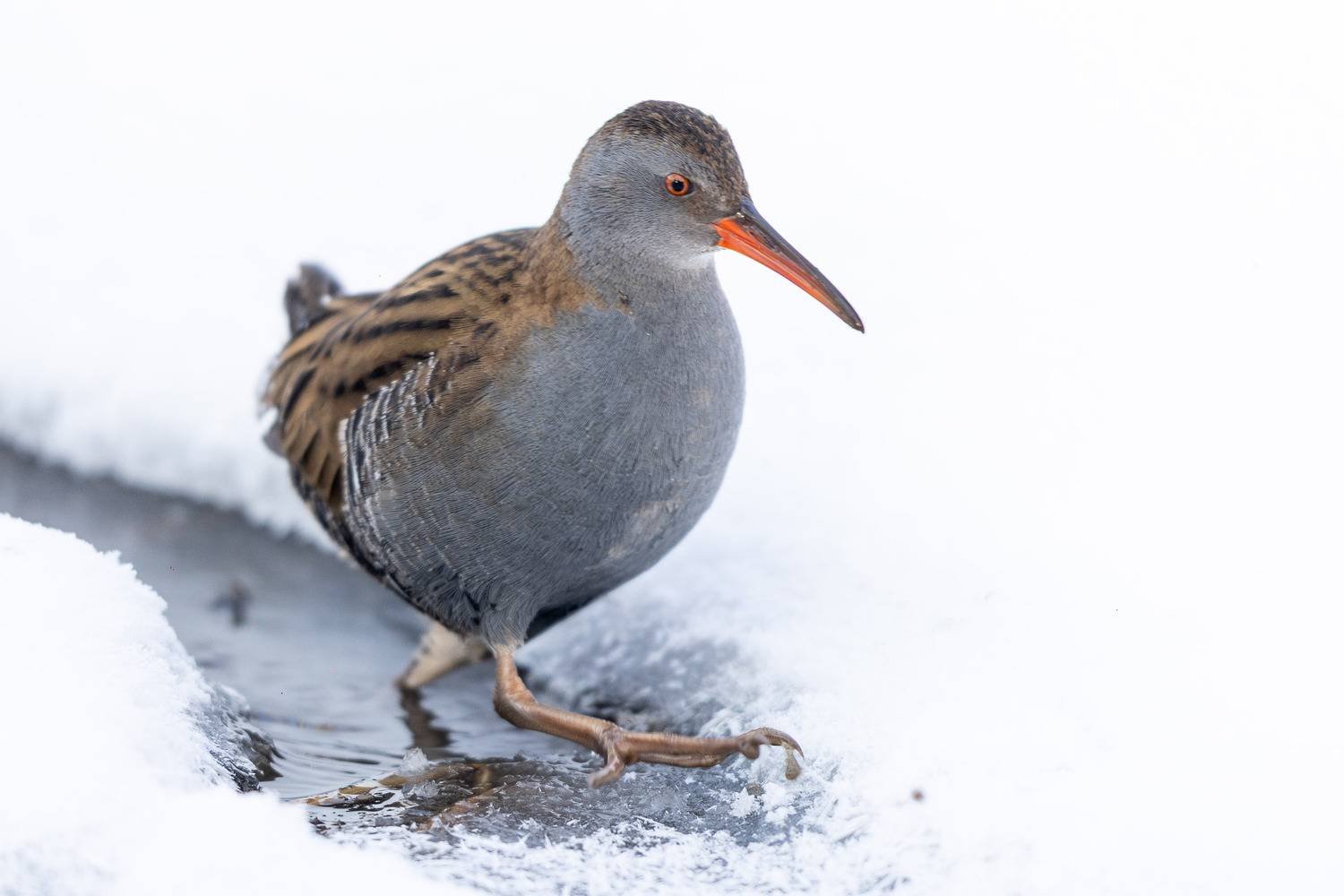 Фотография #13348463