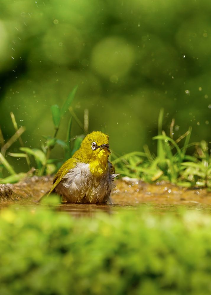 Photograph by Soumyojit Dutta Banik