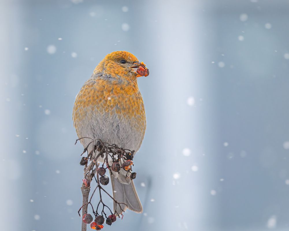 Photograph by Ruslan Pl