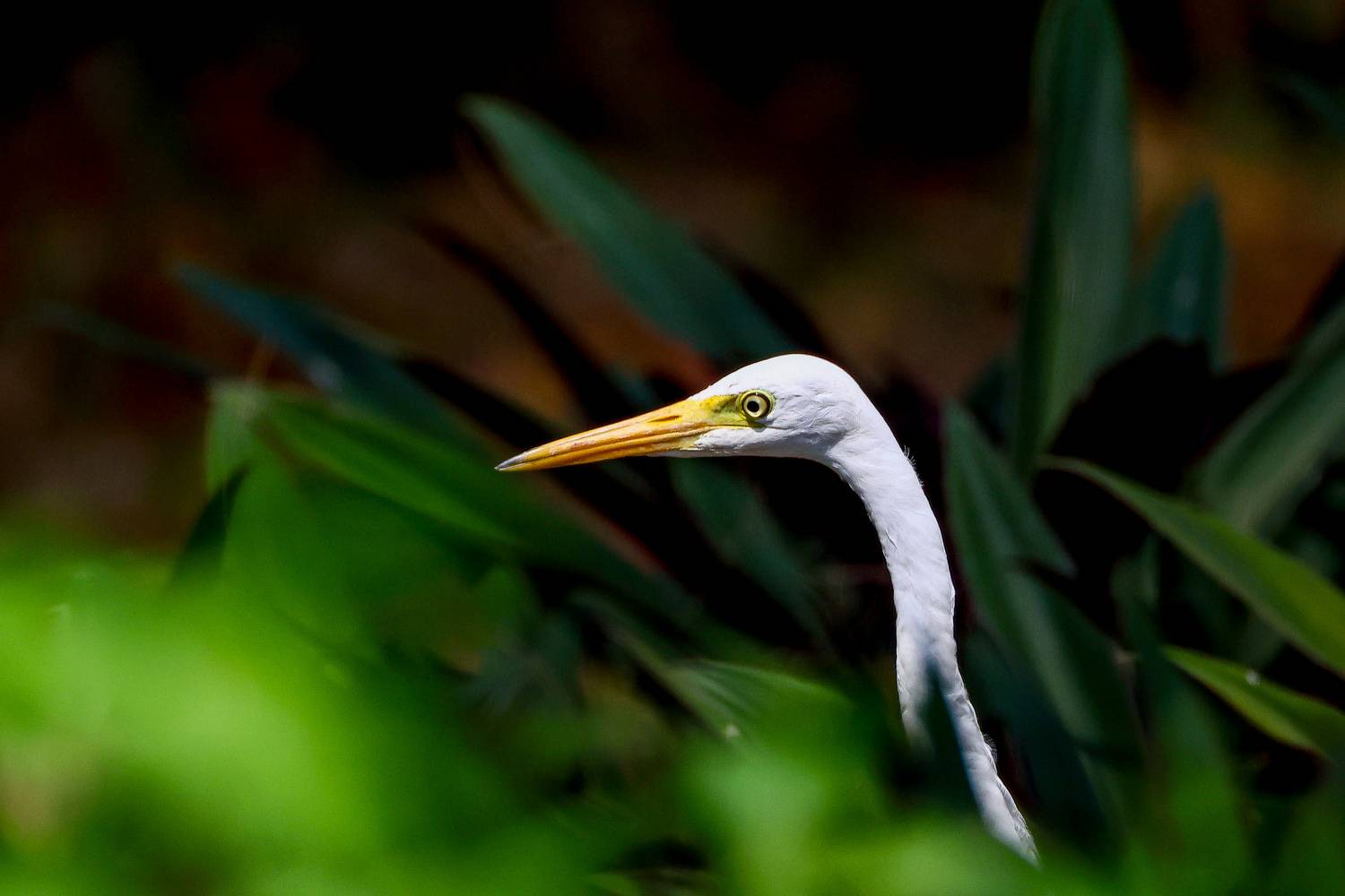 Большая белая цапля