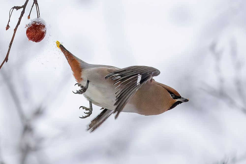 Полёт свиристеля.