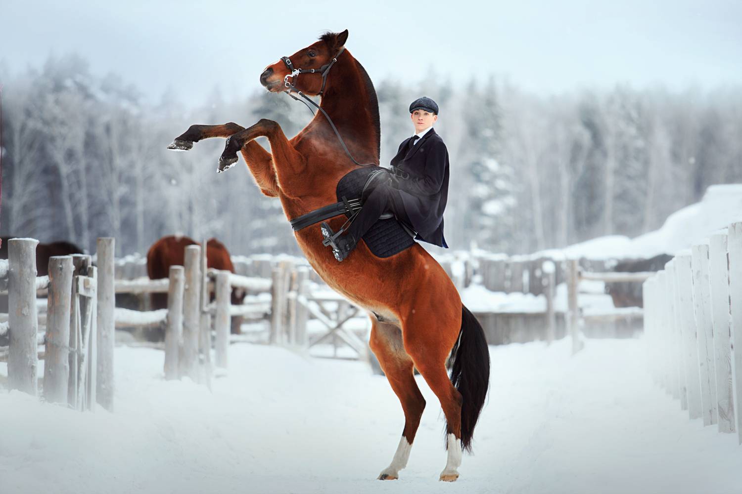 Фотография #13348556