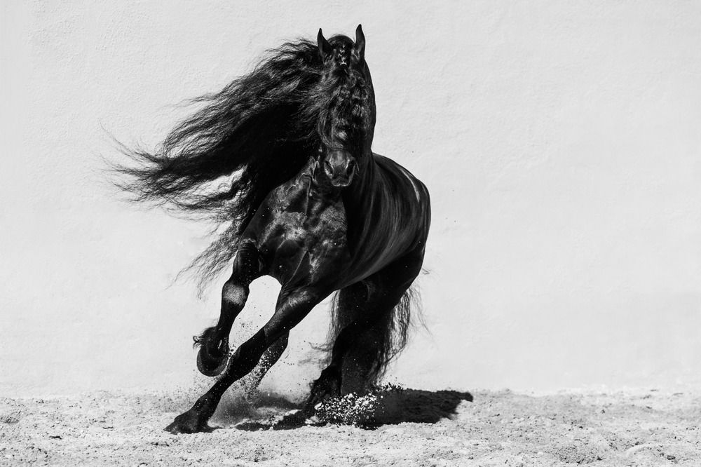 Black in beauty