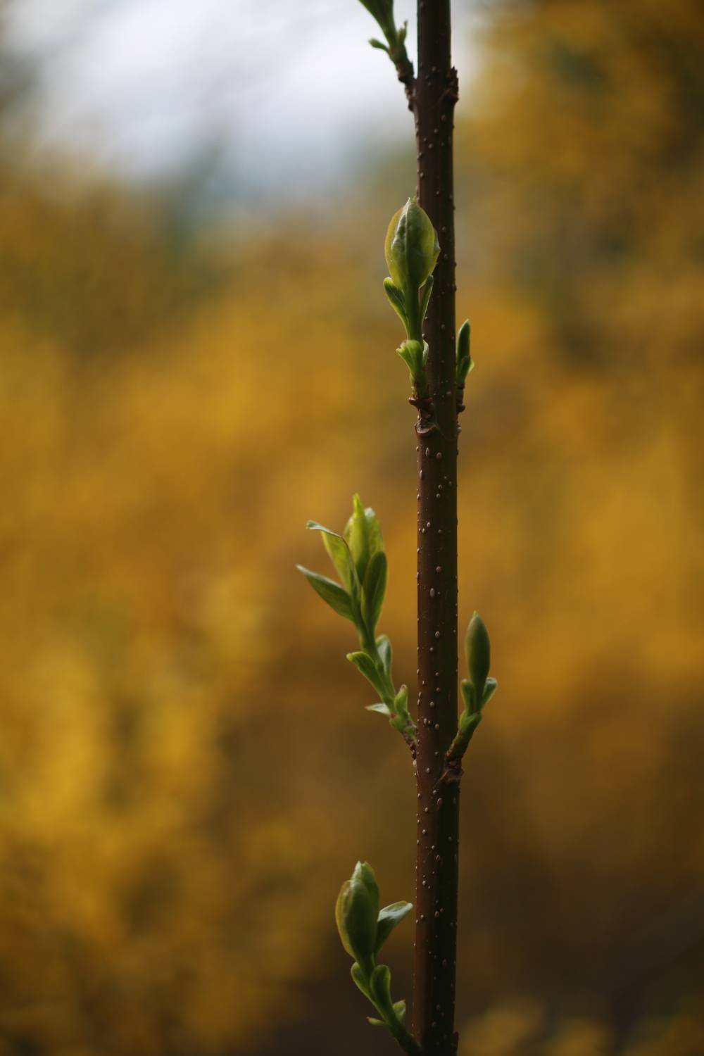 Photo #13348635