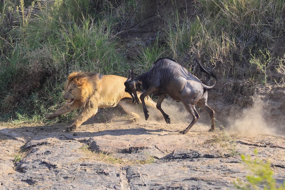 Wildebeest vs. Lion at the Mara River
