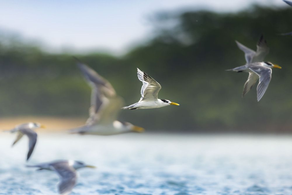 Photograph by Navaneeth Krishnan