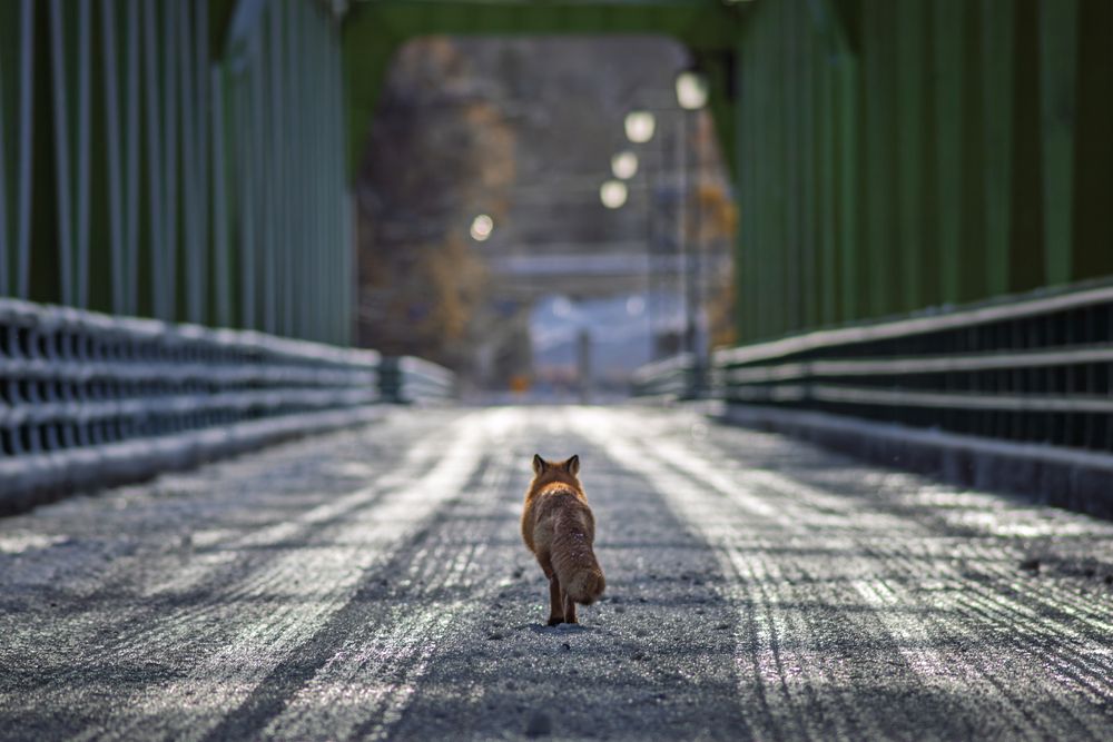 Photograph by Kato Shoya