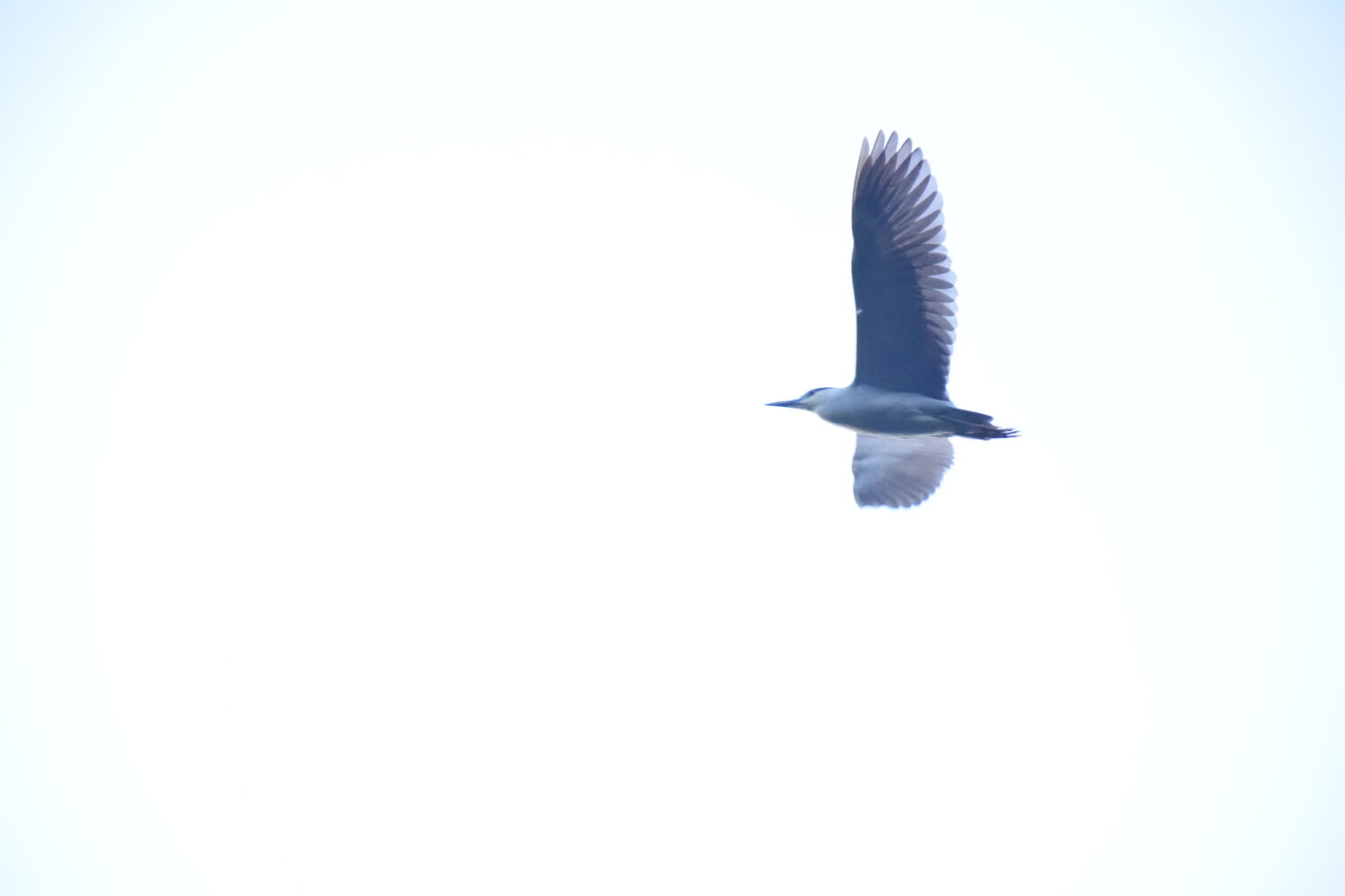 Photo #13349072