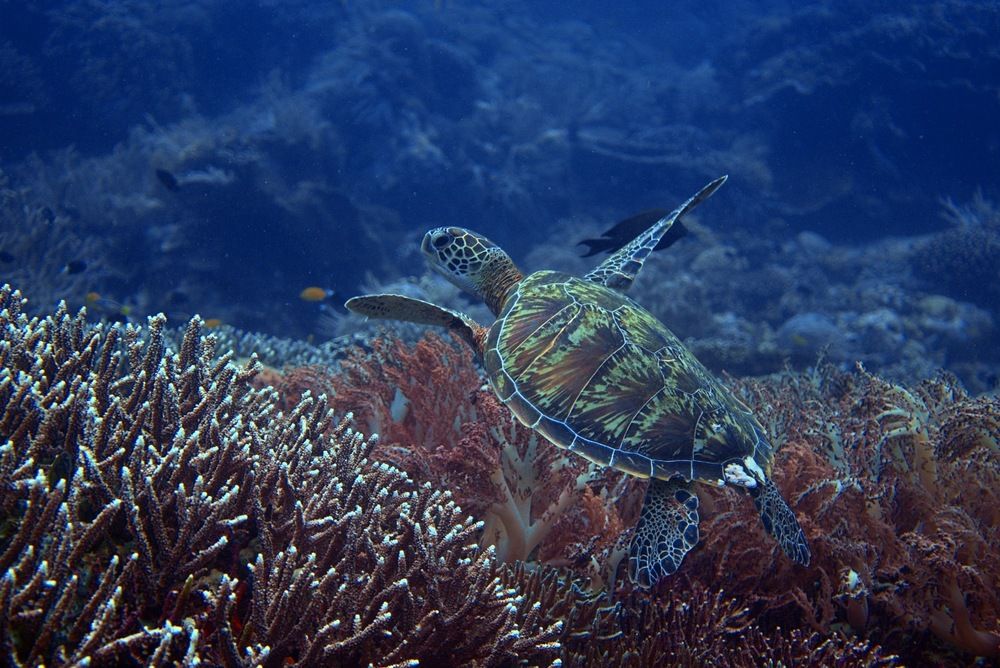 Reef Majesty