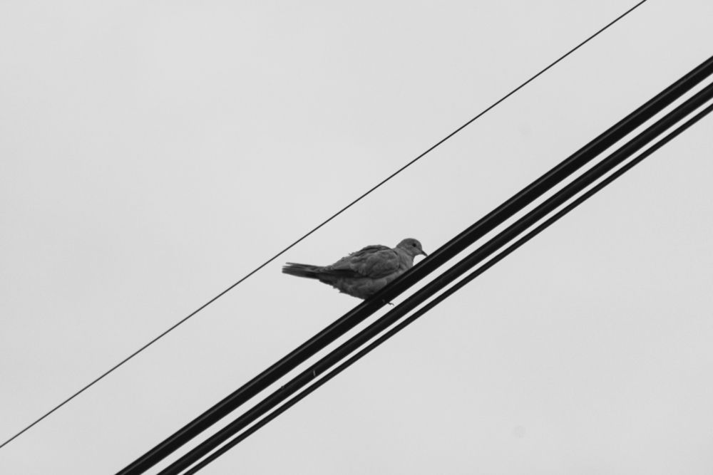 Photograph by Rodrigo Marines
