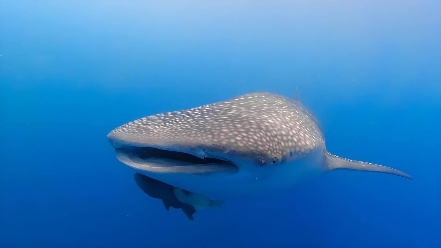 Whale shark