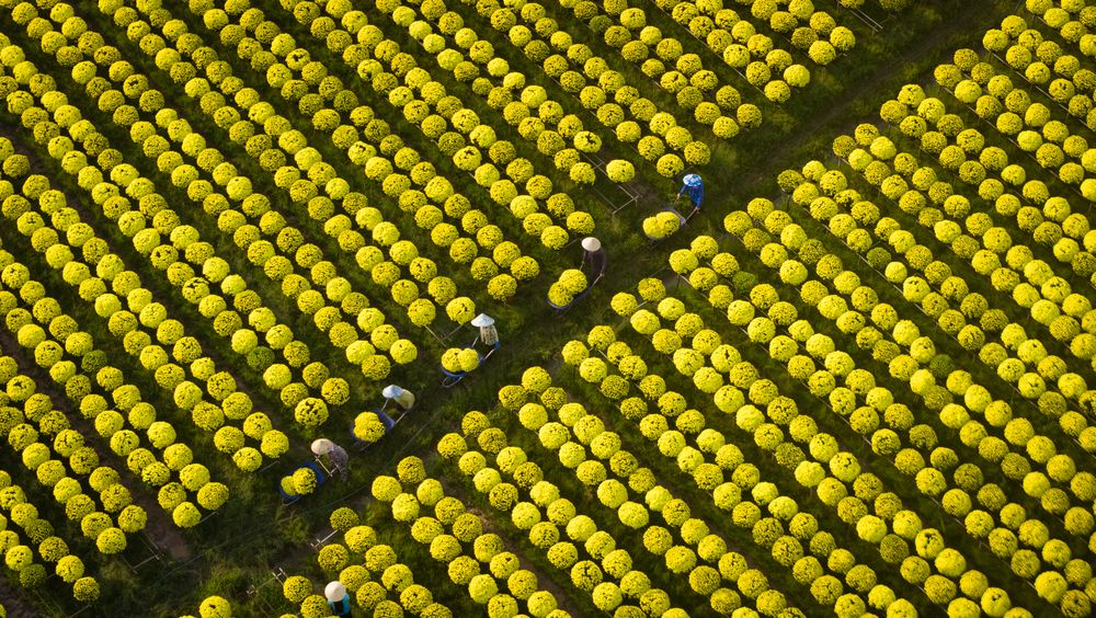 Photograph by Tuấn Nguyễn Tấn