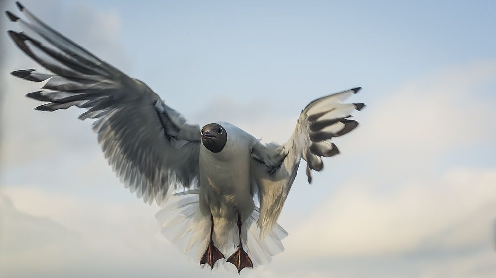 Никола питерский