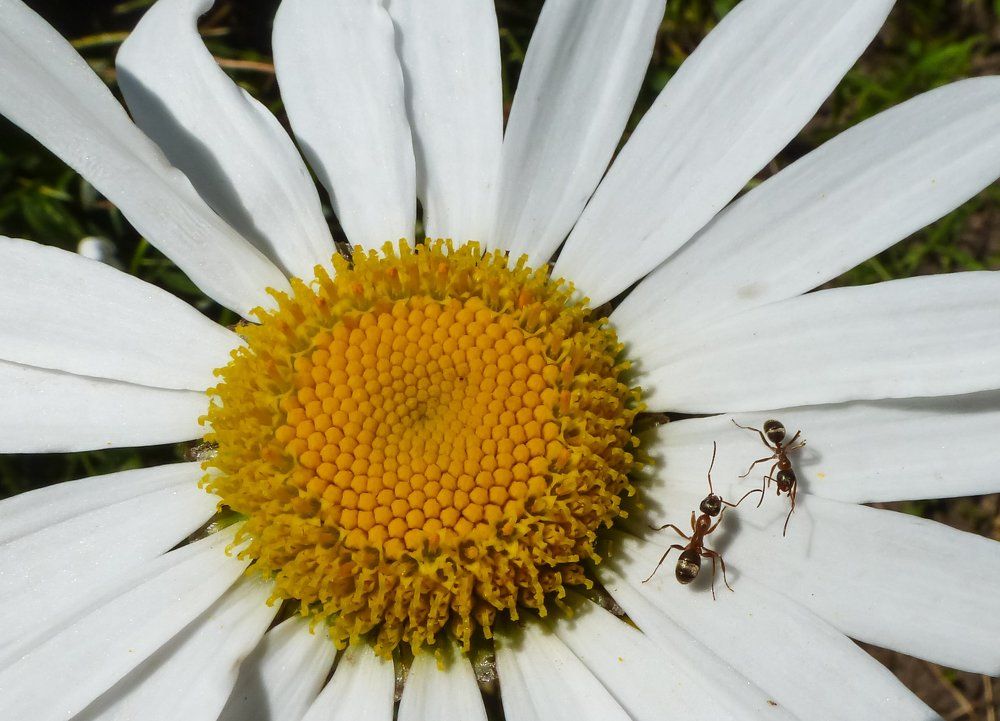 Две букашки на ромашке