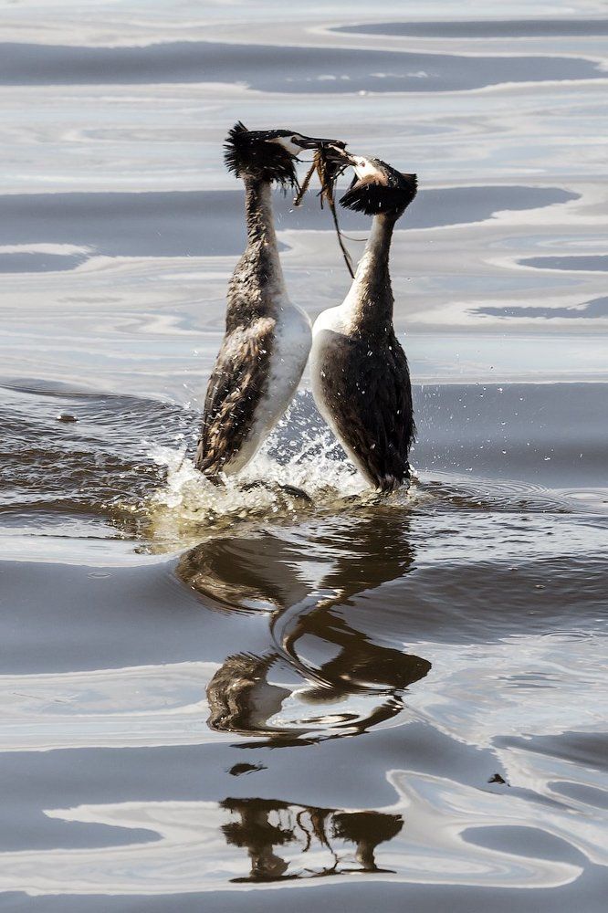 Водорослевая церемония