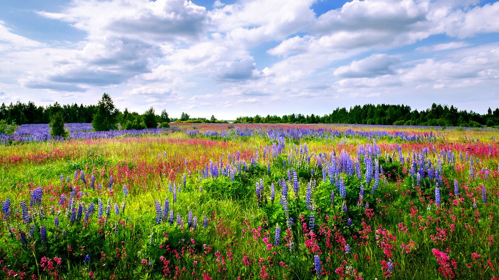 Полевые цветы