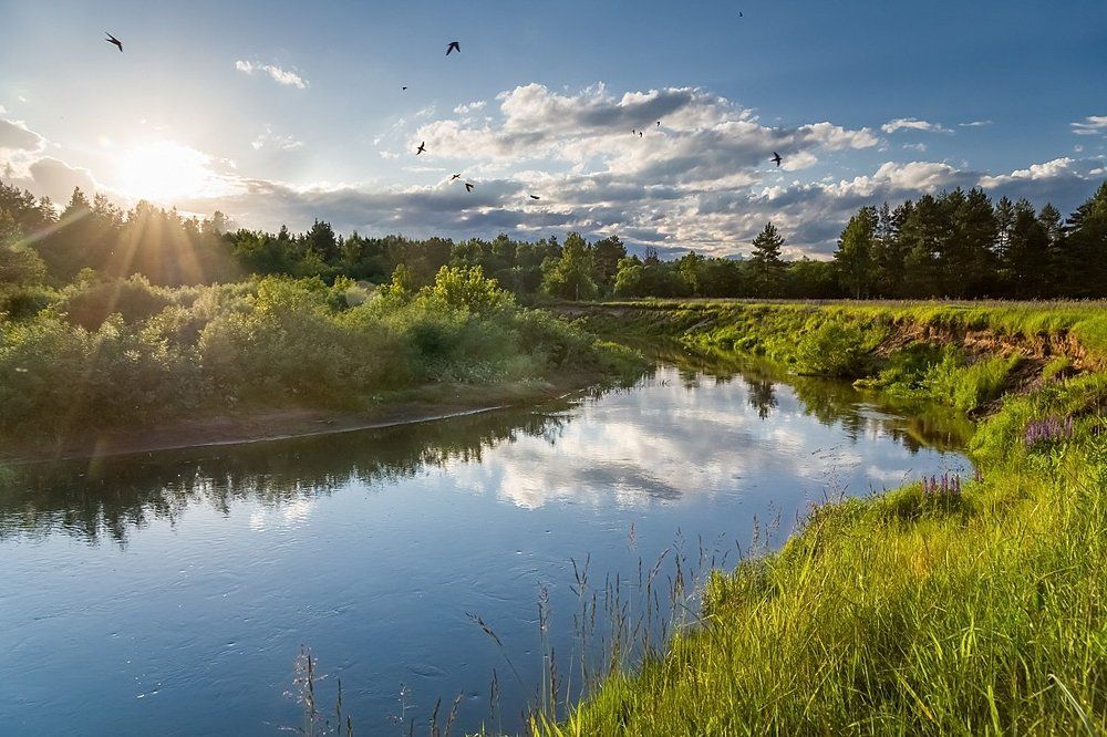 Стрижи на Киржаче